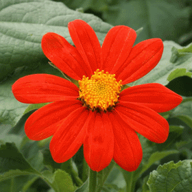 Mexican Sunflower