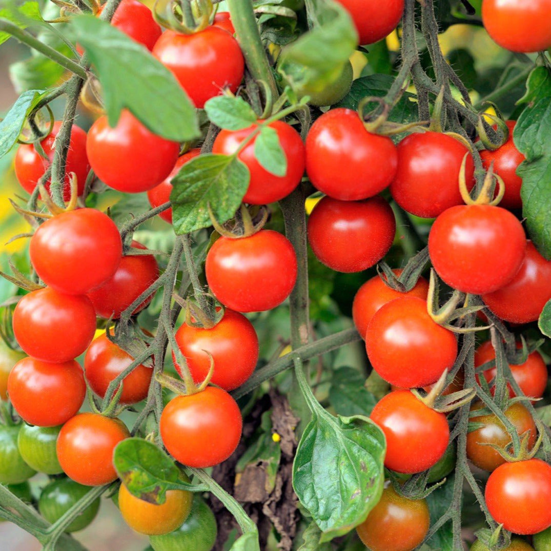 full grown cherry tomato plant Large Red Cherry Tomato Seeds - For 2026 Planting Indeterminate Baby