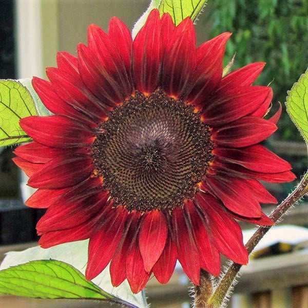 30+ Rare Red Sunflower Seeds - Non-GMO Heirloom - Tall Beautiful Cut Flowers - Easy To Grow
