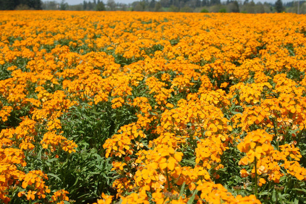 planting wallflower seeds Siberian Wallflower Seeds - For 2026 Planting Cheiranthus Allionii