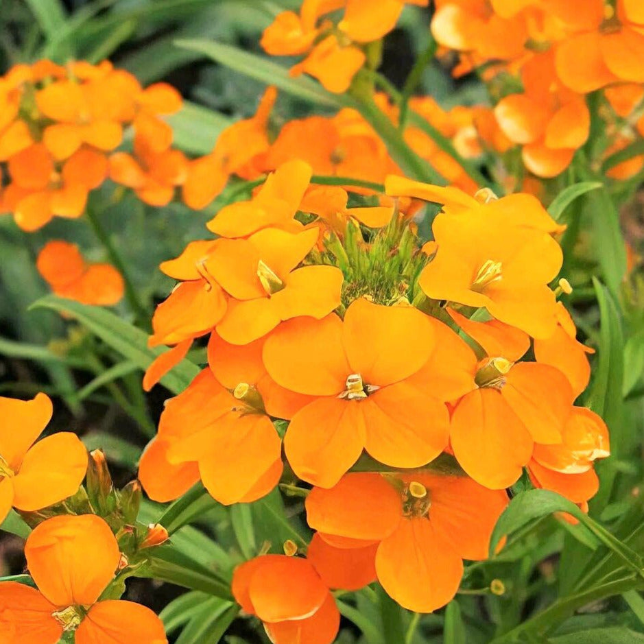 Siberian Wallflower Seeds - For 2026 Planting Cheiranthus Allionii