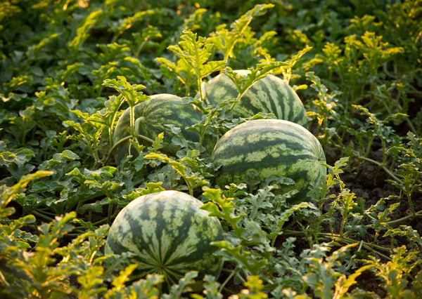 Crimson Sweet Watermelon Seeds - For 2026 Planting AAS Winner Green