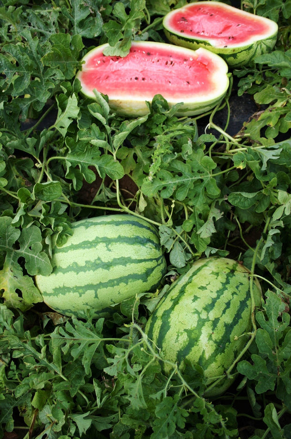 plant watermelon seeds in july Jubilee Improved Watermelon Seeds - For 2026 Planting Green Striped