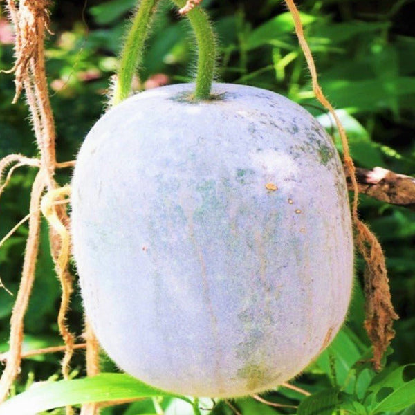 Giant Winter Melon Seeds - For 2026 Planting Ash Wax Gourd White