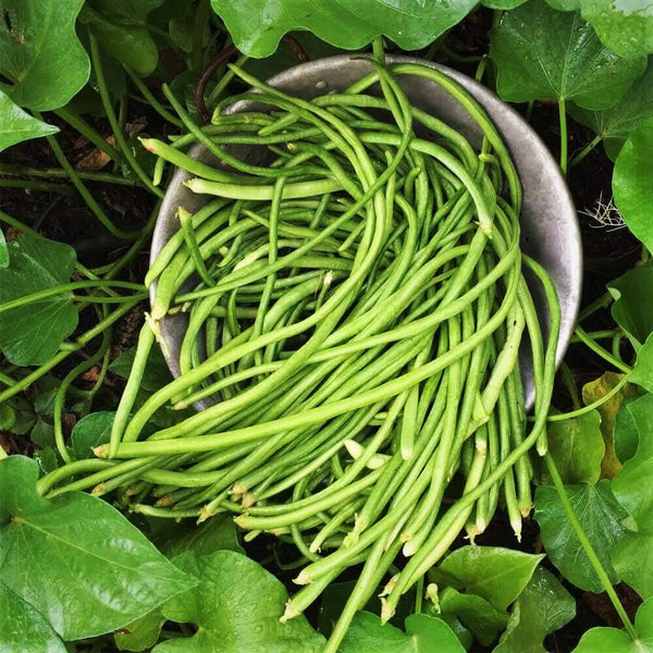 5 Colors Mix Yard Long Bean