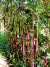 5 Colors Mix Yard Long Bean