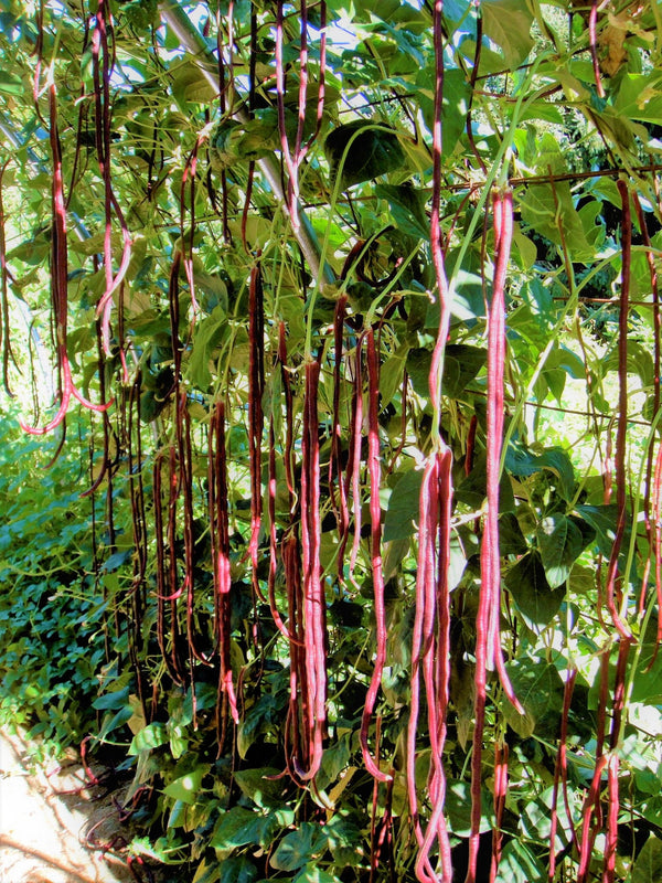 5 Colors Mix Yard Long Bean