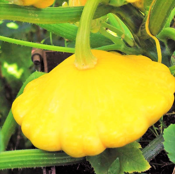 flying saucer squash plant Sunburst Yellow Patty Pan (Bush Scallop Squash) Seeds