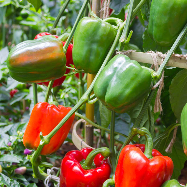 California Wonder 300 TMR Bell Pepper Seeds - For 2026 Planting Green