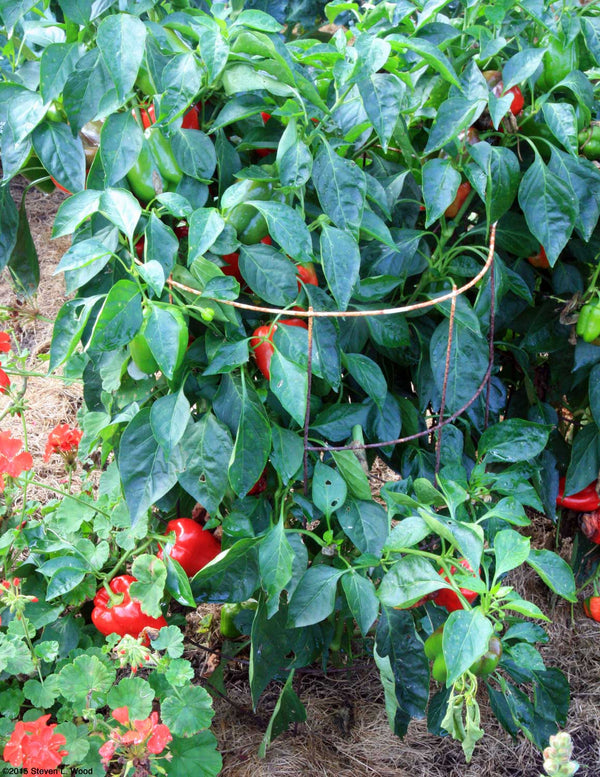 california wonder 300 tmr sweet pepper garden seeds California Wonder 300 TMR Bell Pepper