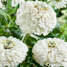 Polar Bear Zinnia