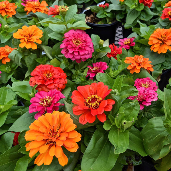 planting california giant zinnia seeds California Giants Zinnia Mix 1/4 Pound