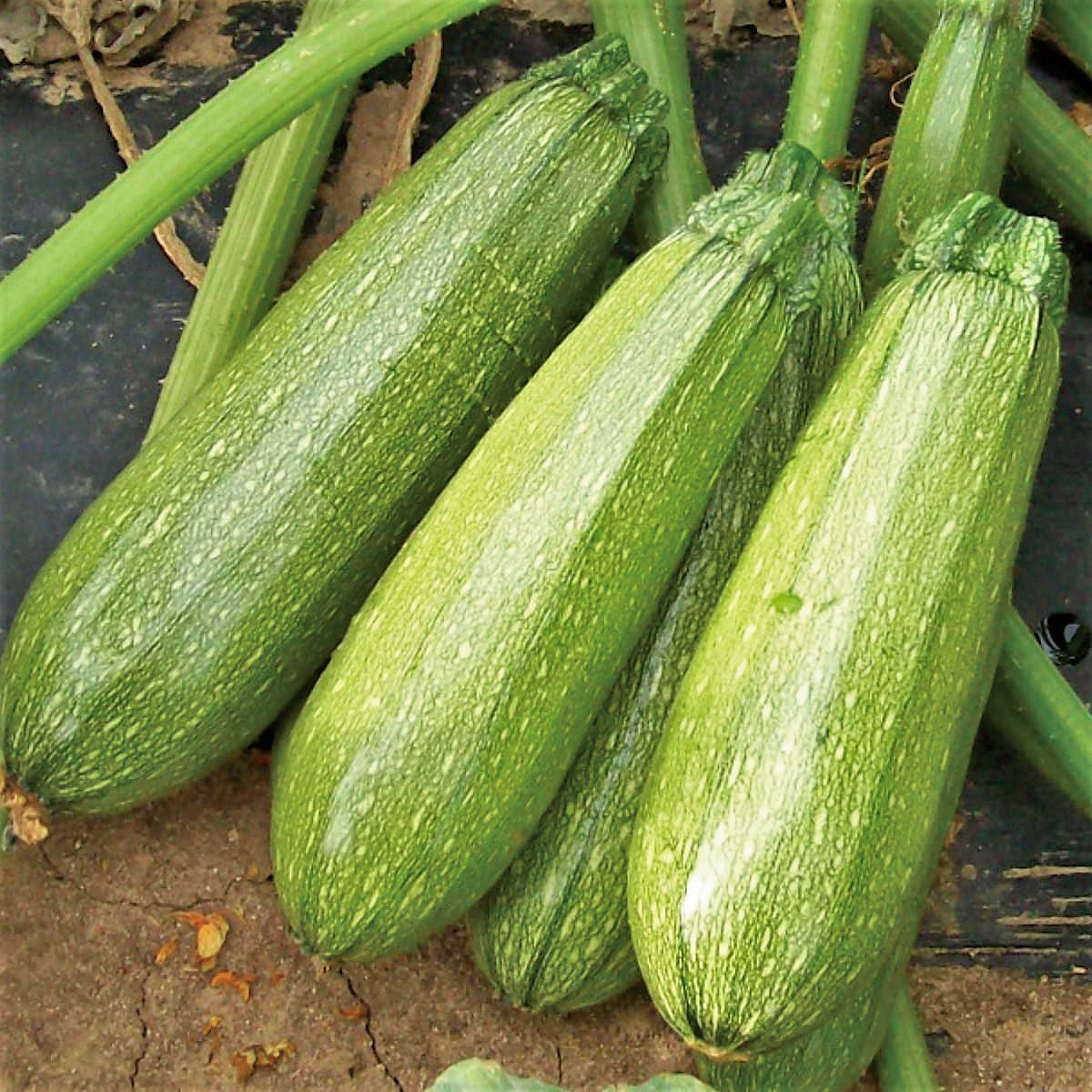 Grey Zucchini Seeds - For 2026 Planting Mexican Gray Zucchini Summer