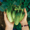 National Pickling Cucumber