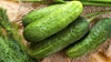 Wisconsin SMR58 Pickling Cucumber