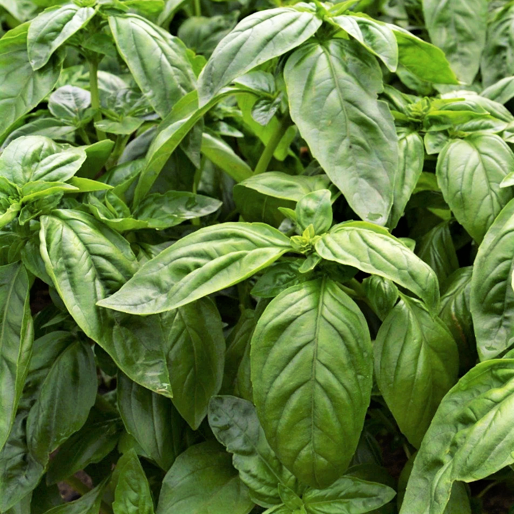 Italian Large Leaf Basil