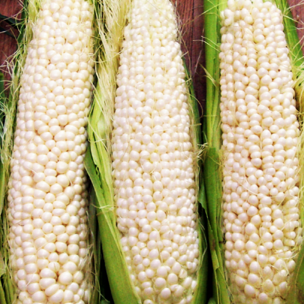 Country Gentleman Sweet Corn (White Shoepeg)