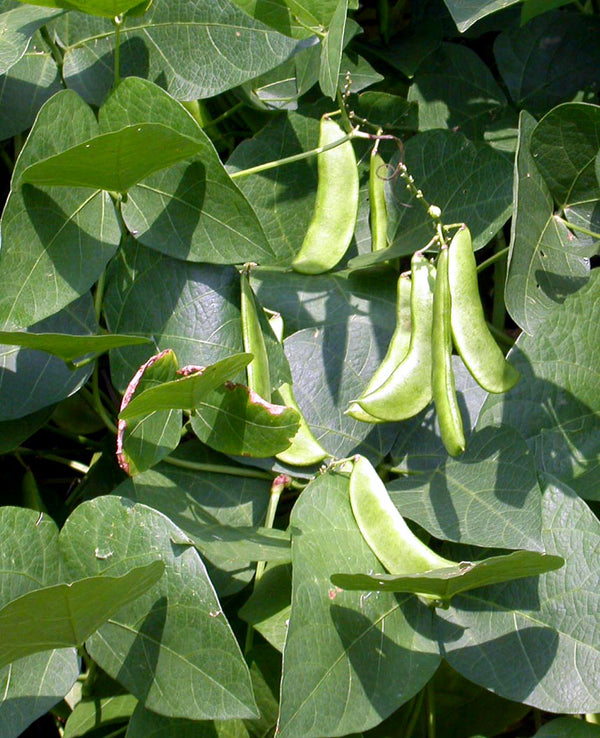 Dixie Speckled Butterpea Lima Bean