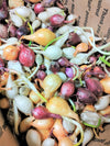 PRE-ORDER NOW! SHIPS OCT. 2023 - 3 Colors Mix Onion Sets (Bulbs)