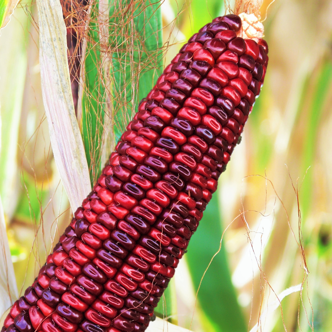 Rainbow Indian Corn Seeds, Ornamental Maize Native American Flint Calico  Corn Popcorn Untreated Vegetable Seed for 2024 Fast Shipping