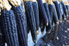 Rio Grande Blue Ornamental Corn