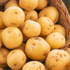 PRE-ORDER NOW! SHIPS MARCH 2025 - Kennebec Seed Potatoes