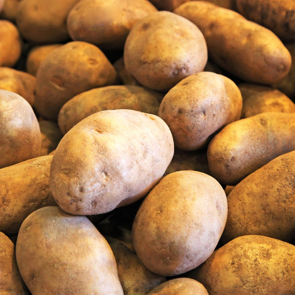 PRE-ORDER NOW! SHIPS MARCH 2025 - Russet Burbank Seed Potatoes