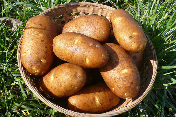 PRE-ORDER NOW! SHIPS MAY 2024 - Russet Burbank Seed Potatoes