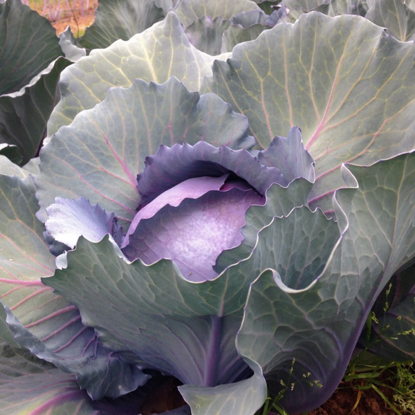 Red Acre Cabbage