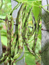 Rattlesnake Bean (Pole)