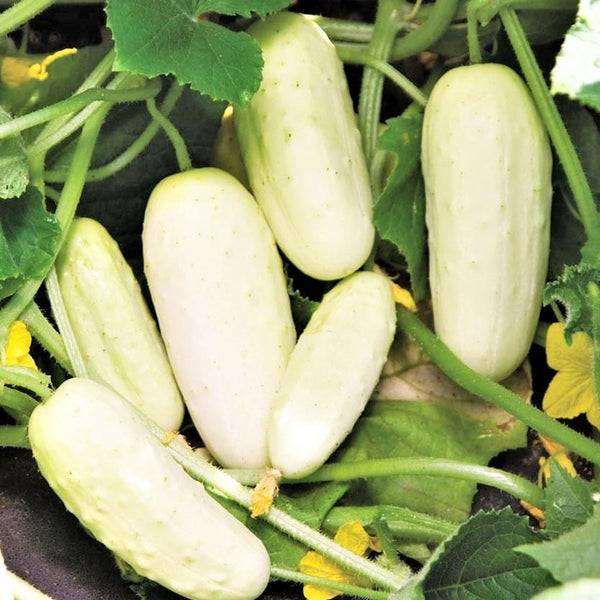 Organic Non-GMO Silver Slicer Cucumber