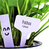White T-Shaped Plant Labels