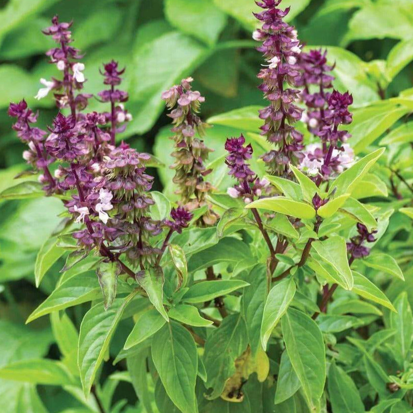 Anise Basil Seeds For Planting Ocimum Basilicum Anethole