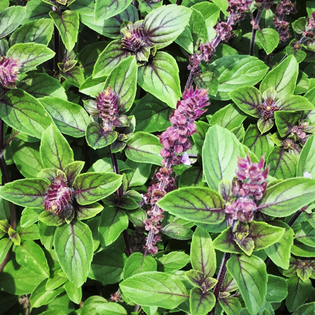 Persian Basil Seeds (reyhan) 