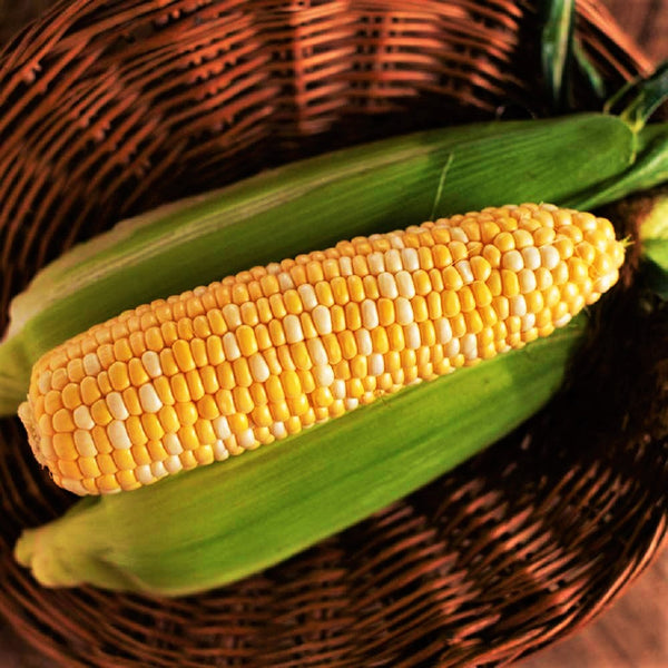 Ambrosia Sweet Corn