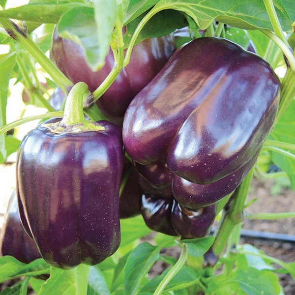 Purple Beauty Bell Pepper