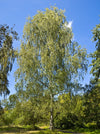 European White Birch Tree