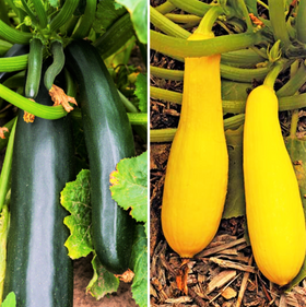 Black and Yellow Summer Squash Seeds Mix - Combination Pack