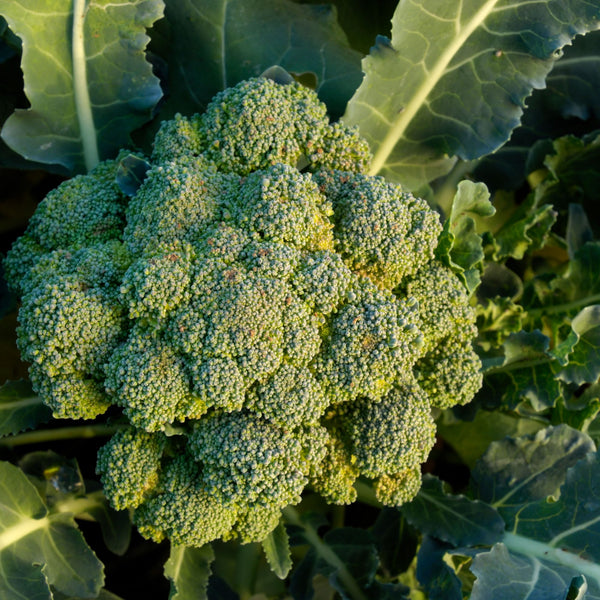 Waltham 29 Broccoli