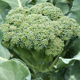 Green Sprouting Calabrese Broccoli