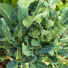 Broccoli Rabe (Rapini)