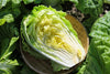Yong Chinese Napa Cabbage