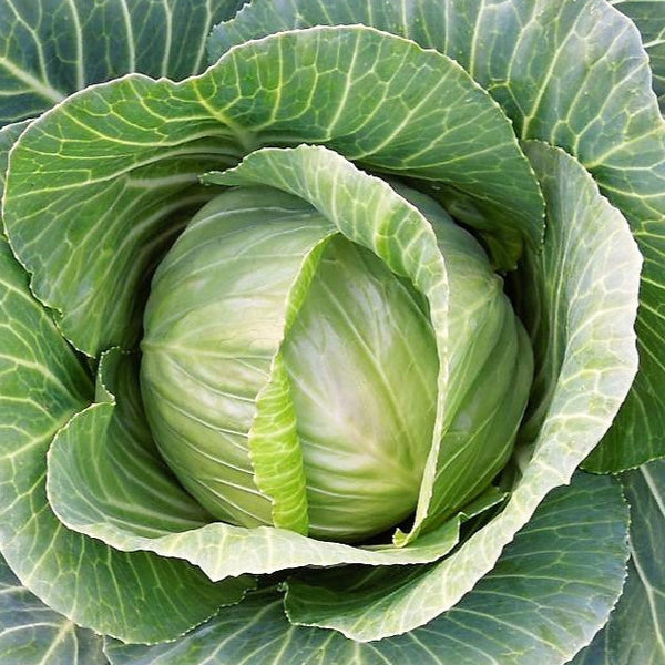 Brunswick Cabbage