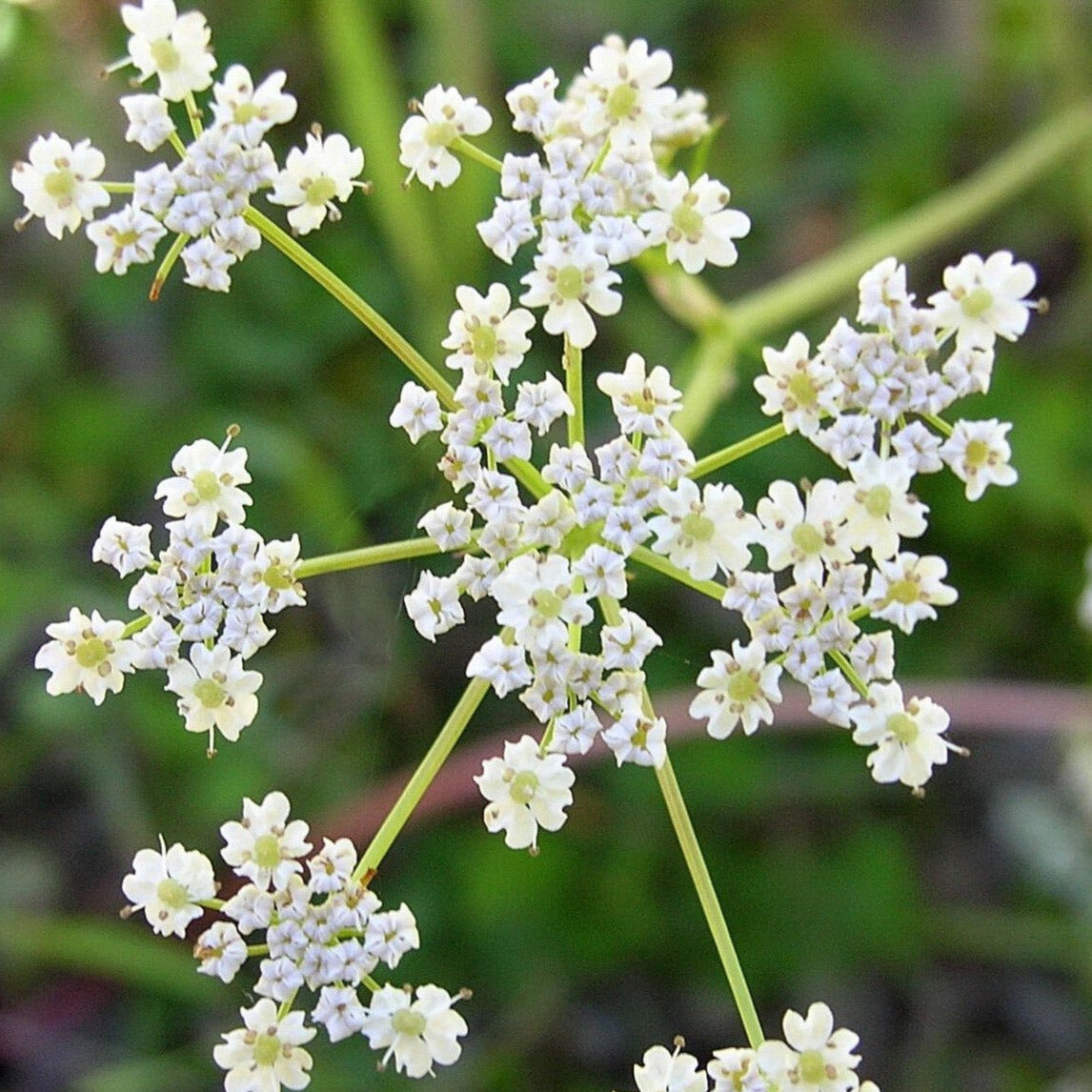 Caraway Seeds - Medium - La Flor Spices