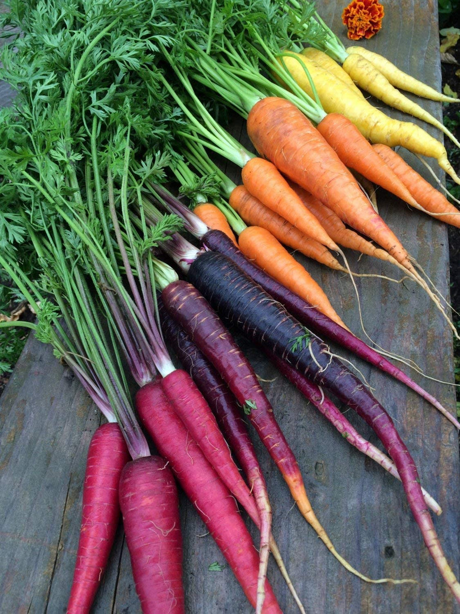 Certified Organic Rainbow Blend Carrot Seeds | Non-GMO Certified Organic Rainbow Blend Carrot Seeds | Non-GMO