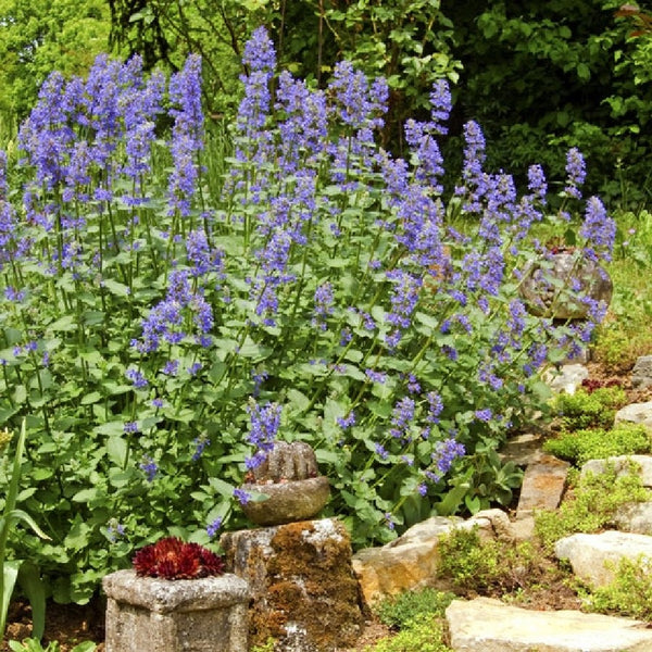 Fresh Catnip Seeds, USA Garden Vegetable Catnips Catmint Lavender Herb  Seed Non GMO Heirloom For 2024 Season Fast Shipping