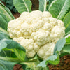 Snowball Cauliflower