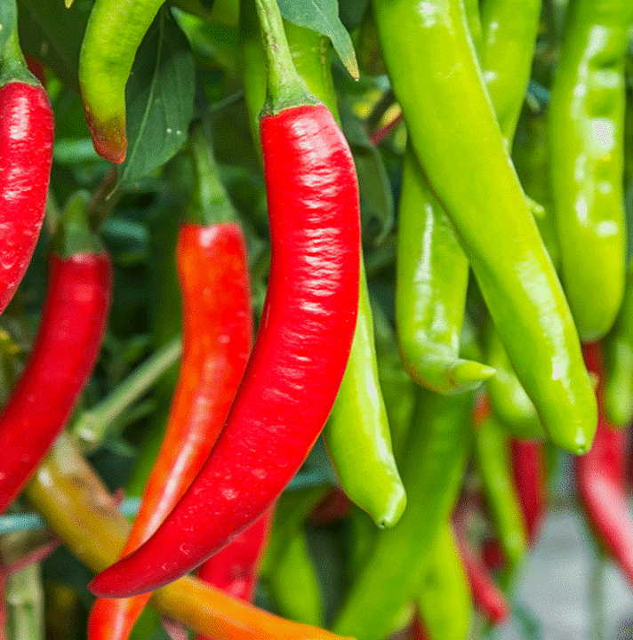Pepper - Red Cayenne Chili Pepper (Capsicum annuum) Cayenne Hot Peppers -  Non GMO & Organic Heirloom Vegetable