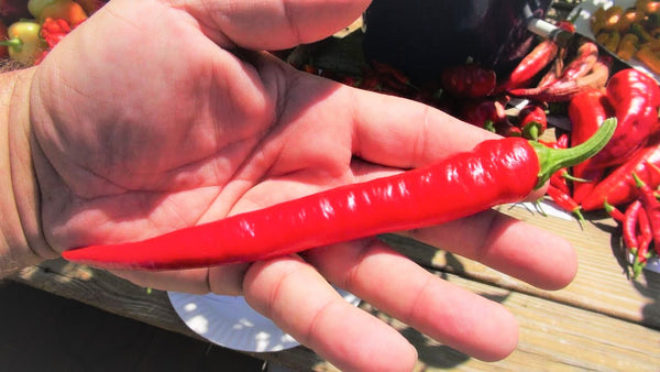 Large Red Thick Cayenne Pepper