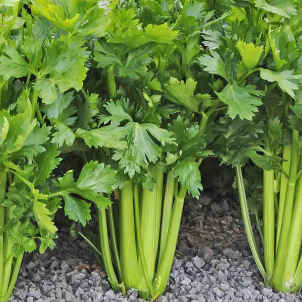 Tall Utah 52-70R Improved Celery